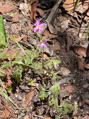 Oxalis metcalfei