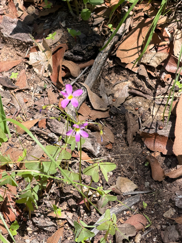 Oxalis metcalfei, photograph 2