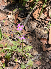 Oxalis metcalfei, photograph (c) CK2AZ, some rights reserved (CC BY)
