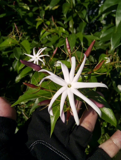 Jasminum laurifolium
