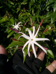Jasminum laurifolium