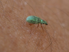 Polydrusus pterygomalis