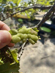 Neuroterus quercusirregularis