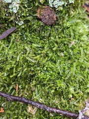 Odontoschisma sphagni