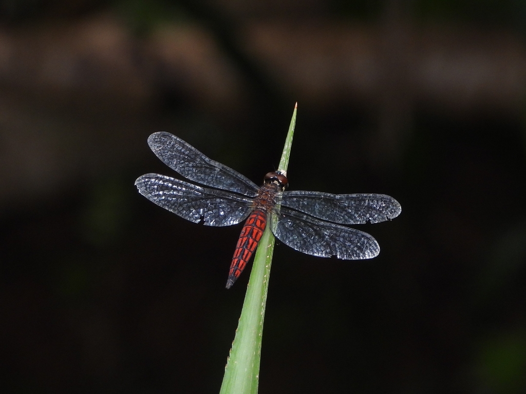 Lyriothemis keralensis