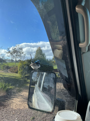 Superb Fairywren