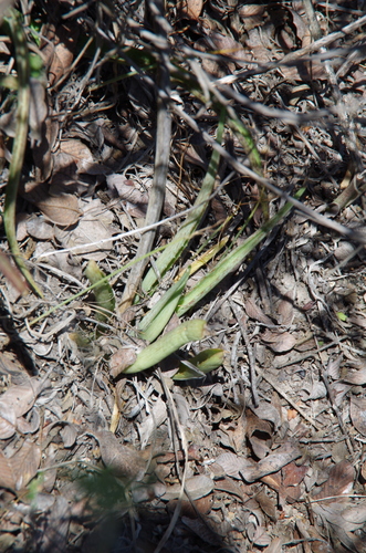 Image of Manfreda longiflora by (c) Eric Knight, some rights reserved (CC BY)