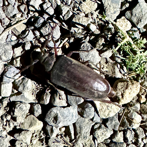 iNaturalist observation photo of Tooth-necked and Aberrant Longhorn Beetles