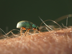 Polydrusus pterygomalis