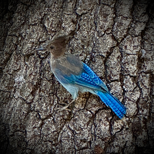 iNaturalist observation photo of Steller's Jay