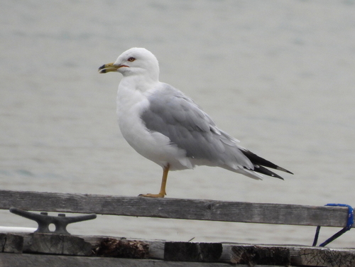 Ring-billed Gull