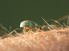 Polydrusus pterygomalis