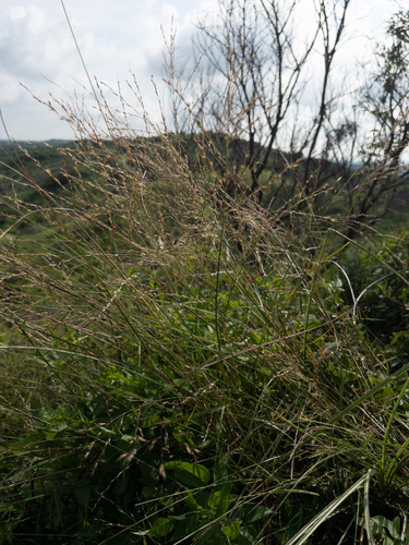 Arundinella setosa observed 2026-08-03