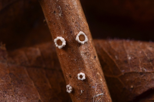 Stictis