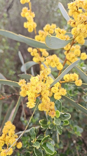 Acacia notabilis, photograph 4