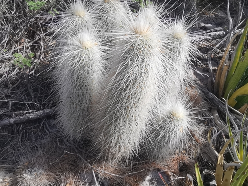 Echinocereus longisetus