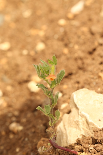 Lotus tetragonolobus, photograph 1