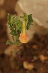 Lotus tetragonolobus, photograph (c) Chaym Turak, some rights reserved (CC BY-SA)