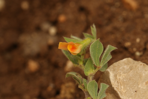 Lotus tetragonolobus
