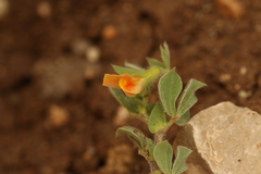 Lotus tetragonolobus