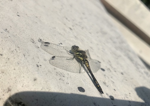 Black Meadowhawk