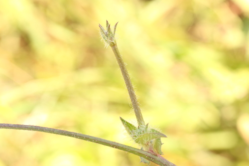 Cichorium endivia, photograph 1