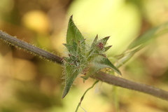 Cichorium endivia, photograph (c) Chaym Turak, some rights reserved (CC BY-SA)