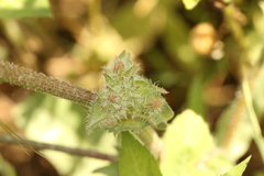 Cichorium endivia