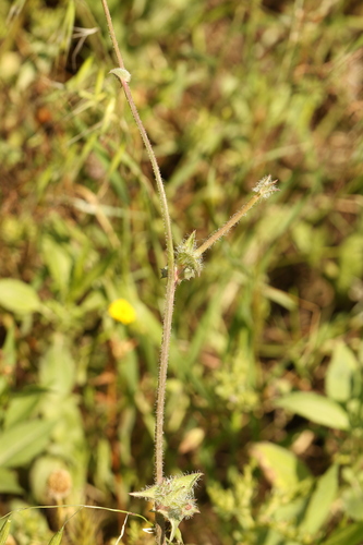 Cichorium endivia, photograph 3