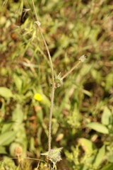 Cichorium endivia, photograph (c) Chaym Turak, some rights reserved (CC BY-SA)