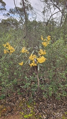 (c) Rosalie Lawrence, some rights reserved (CC BY) Acacia notabilis, photograph (c) Rosalie Lawrence, some rights reserved (CC BY)