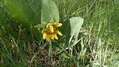 Wyethia glabra
