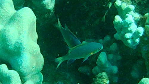 Chromis vanderbilti observed 2026-08-02