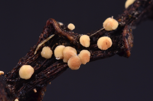 Rodwayella sessilis