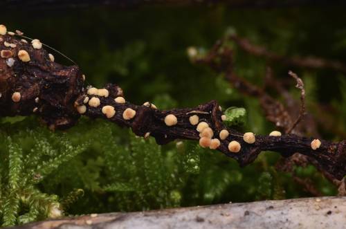 Rodwayella sessilis