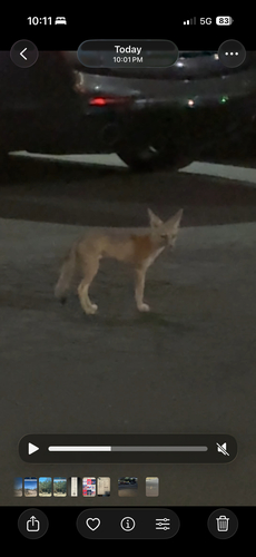 San Joaquin Kit Fox observed by condorspore