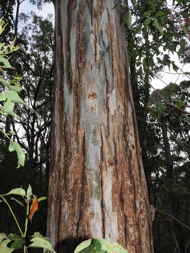 Eucalyptus michaeliana