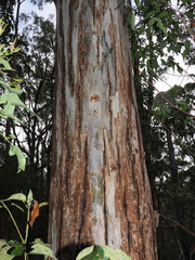 Eucalyptus michaeliana