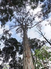 Eucalyptus michaeliana, photograph (c) Lucas Christofides, some rights reserved (CC BY)