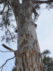 Eucalyptus michaeliana, photograph (c) Lucas Christofides, some rights reserved (CC BY)
