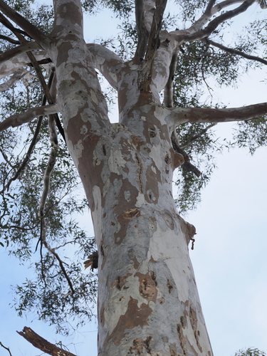 Eucalyptus michaeliana, photograph 4