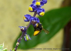 Megachile amparo