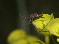 Dicranocephalus agilis