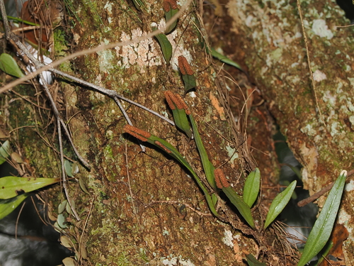 Pyrrosia confluens, photograph 6