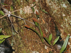 Pyrrosia confluens, photograph (c) Lucas Christofides, some rights reserved (CC BY)