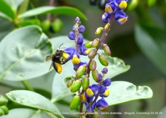 Megachile amparo