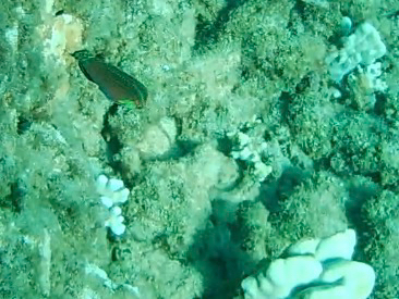 Halichoeres ornatissimus observed 2026-08-02