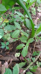 Trillium gracile