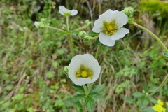 Drymocallis rupestris