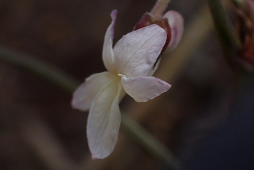 Viola tracheliifolia observed 2026-08-02